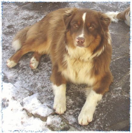 Australian Shepherd Deckrüde, ASCA , red tri, FREI von Gendefekten (kein Verkauf)