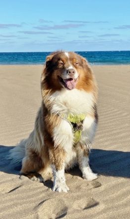 Australian Shepherd Deckrüde, ASCA , red tri, FREI von Gendefekten (kein Verkauf)