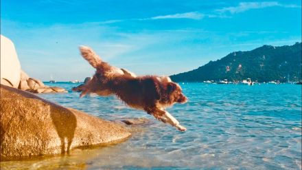 Australian Shepherd Deckrüde, ASCA , red tri, FREI von Gendefekten (kein Verkauf)