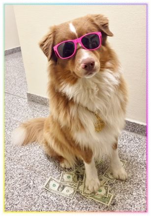 Australian Shepherd Deckrüde, ASCA , red tri, FREI von Gendefekten (kein Verkauf)