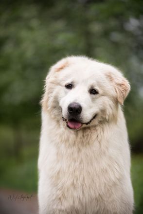 Maremmen-Abruzzen-Schäferhundwelpen suchen liebevolle Familien