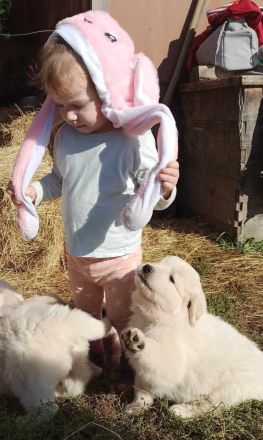 Maremmen-Abruzzen-Schäferhundwelpen suchen liebevolle Familien