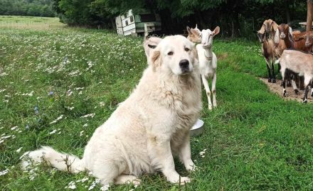 Maremmen-Abruzzen-Schäferhundwelpen suchen liebevolle Familien