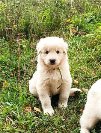 Maremmen-Abruzzen-Schäferhundwelpen suchen liebevolle Familien