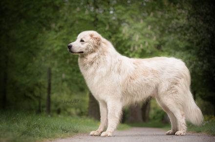 Maremmen-Abruzzen-Schäferhundwelpen suchen liebevolle Familien