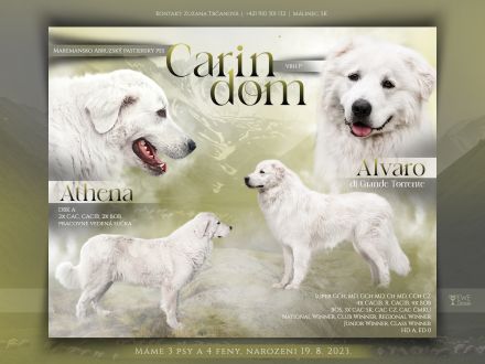 Maremmen-Abruzzen-Schäferhundwelpen suchen liebevolle Familien