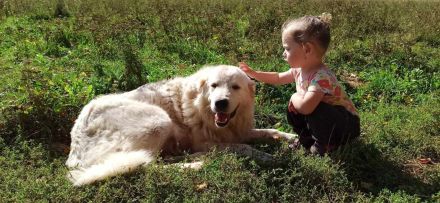 Maremmen-Abruzzen-Schäferhundwelpen suchen liebevolle Familien