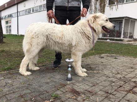 Maremmen-Abruzzen-Schäferhundwelpen suchen liebevolle Familien