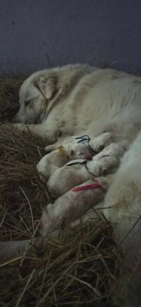 Maremmen-Abruzzen-Schäferhundwelpen suchen liebevolle Familien