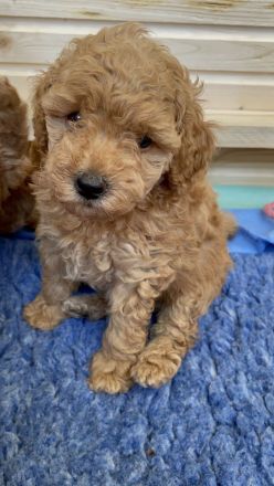 Zuckersüße Zwergpudel/ kleinpudel Welpen braun fawn apricot