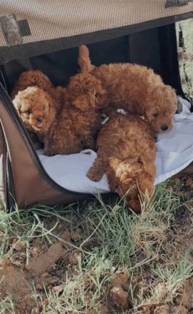 Zuckersüße Zwergpudel/ kleinpudel Welpen braun fawn apricot