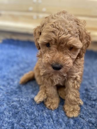 Zuckersüße Zwergpudel/ kleinpudel Welpen braun fawn apricot