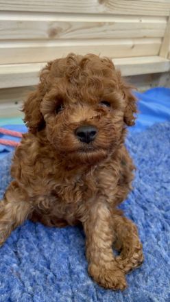 Zuckersüße Zwergpudel/ kleinpudel Welpen braun fawn apricot