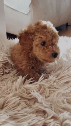 Zuckersüße Zwergpudel/ kleinpudel Welpen braun fawn apricot