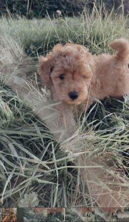 Zuckersüße Zwergpudel/ kleinpudel Welpen braun fawn apricot