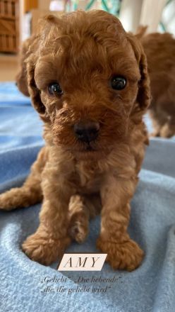Zuckersüße Zwergpudel/ kleinpudel Welpen braun fawn apricot