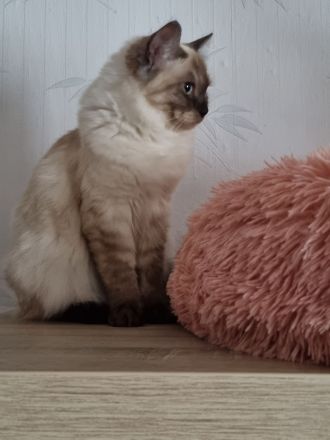 Ragdoll Mädchen