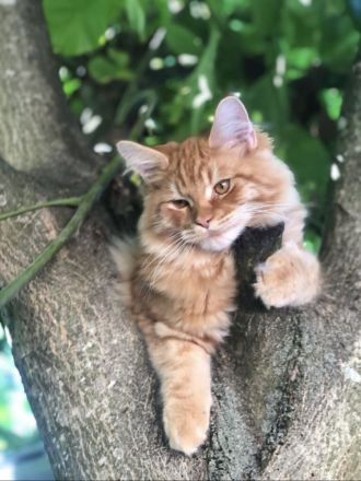 Maine Coon - Perser- Katzen