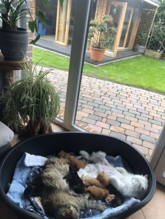 Maine Coon - Perser- Katzen