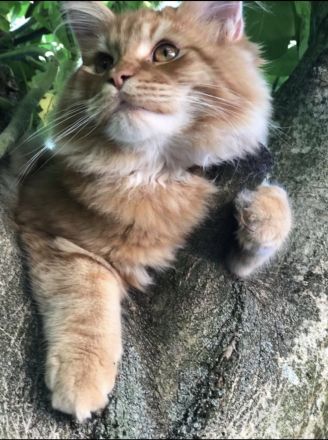 Maine Coon - Perser- Katzen