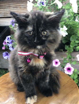 Maine Coon - Perser- Katzen