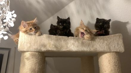 Maine Coon - Perser- Katzen