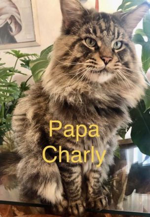 Maine Coon - Perser- Katzen