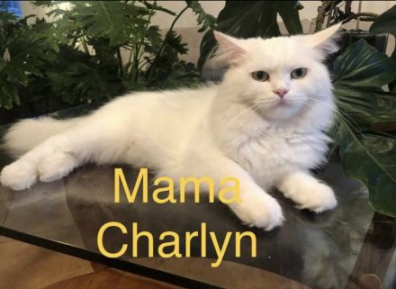 Maine Coon - Perser- Katzen