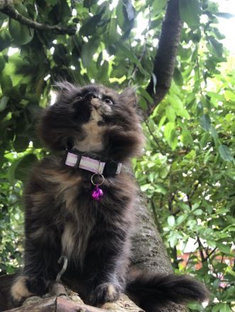 Maine Coon - Perser- Katzen