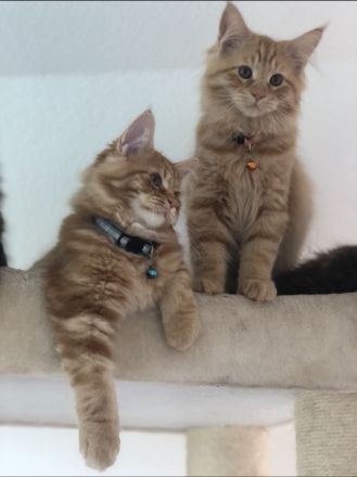 Maine Coon - Perser- Katzen