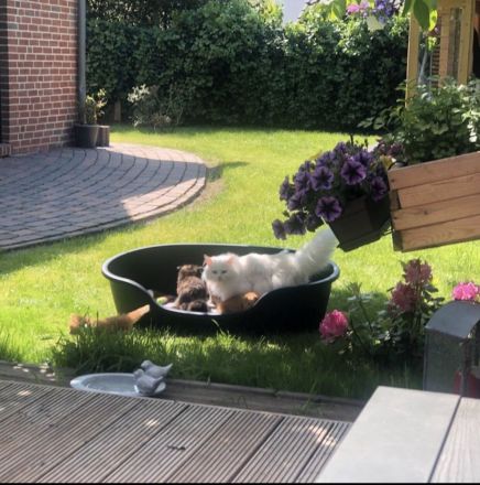 Maine Coon - Perser- Katzen