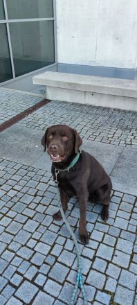 **🐾 Auf der Suche nach einem liebevollen Zuhause: Campino und Cleo 🐾**