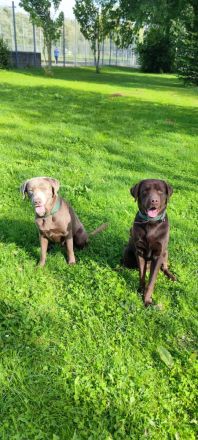 **🐾 Auf der Suche nach einem liebevollen Zuhause: Campino und Cleo 🐾**