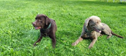 **🐾 Auf der Suche nach einem liebevollen Zuhause: Campino und Cleo 🐾**