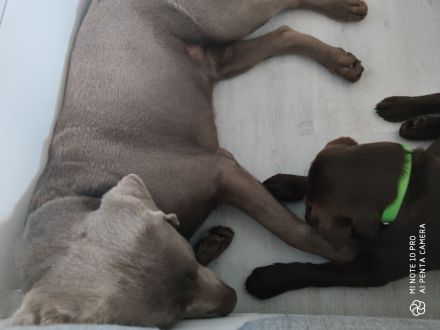 **🐾 Auf der Suche nach einem liebevollen Zuhause: Campino und Cleo 🐾**