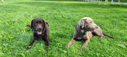 **🐾 Auf der Suche nach einem liebevollen Zuhause: Campino und Cleo 🐾**