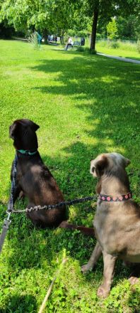 **🐾 Auf der Suche nach einem liebevollen Zuhause: Campino und Cleo 🐾**