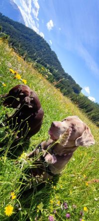 **🐾 Auf der Suche nach einem liebevollen Zuhause: Campino und Cleo 🐾**