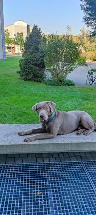 **🐾 Auf der Suche nach einem liebevollen Zuhause: Campino und Cleo 🐾**