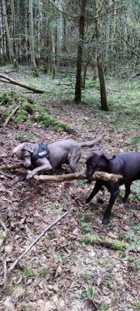 **🐾 Auf der Suche nach einem liebevollen Zuhause: Campino und Cleo 🐾**