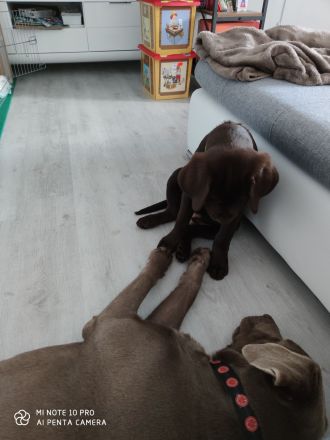 **🐾 Auf der Suche nach einem liebevollen Zuhause: Campino und Cleo 🐾**