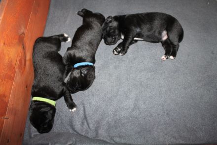 3 Aussiedor Labrador-Australian shepherd Welpen Rüden