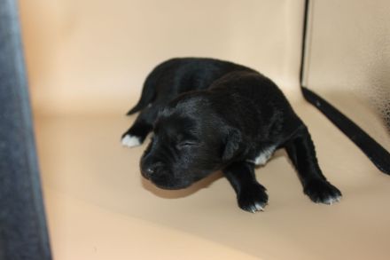 3 Aussiedor Labrador-Australian shepherd Welpen Rüden