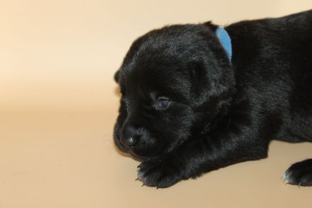 3 Aussiedor Labrador-Australian shepherd Welpen Rüden