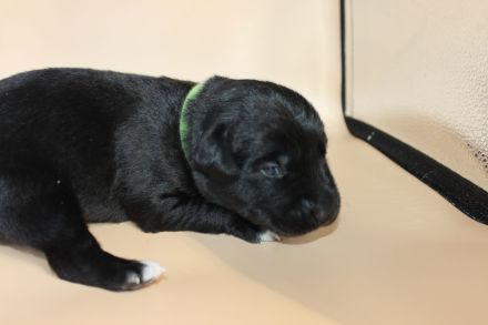 3 Aussiedor Labrador-Australian shepherd Welpen Rüden