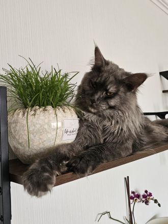 Maine Coon Deckkater