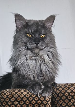 Maine Coon Deckkater