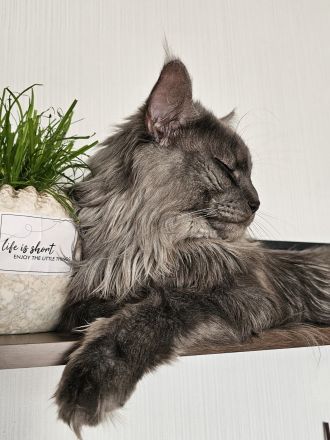 Maine Coon Deckkater