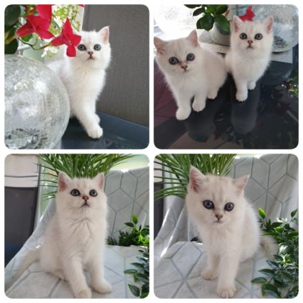 Britisch kurzhaar Silver shaded point mit Stammbaum