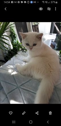 Britisch kurzhaar Silver shaded point mit Stammbaum